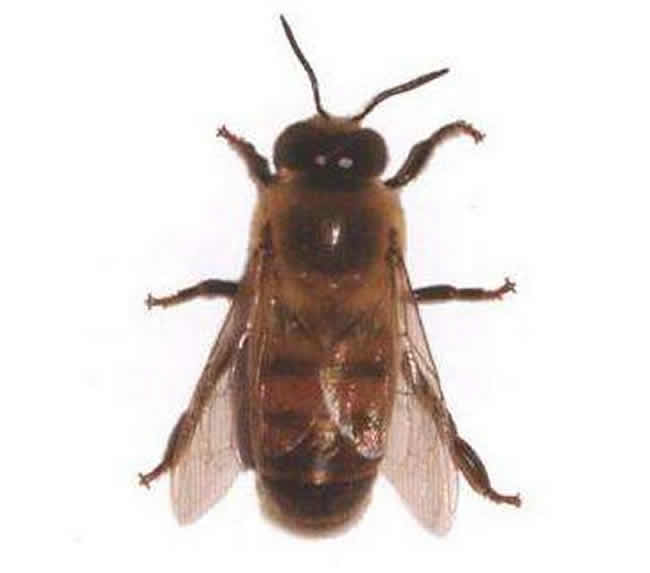 工蜂、雄蜂及蜂王的壽命分別有多長？