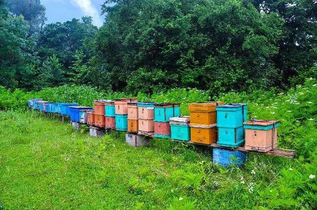 新手養蜂怎么選位置(怎樣選擇蜂場) 新手養蜂怎么選位置(怎樣選擇蜂場)