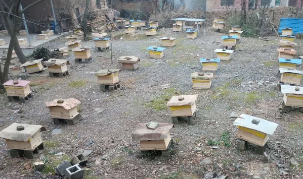 新手養蜂怎么選位置(怎樣選擇蜂場) 新手養蜂怎么選位置(怎樣選擇蜂場)