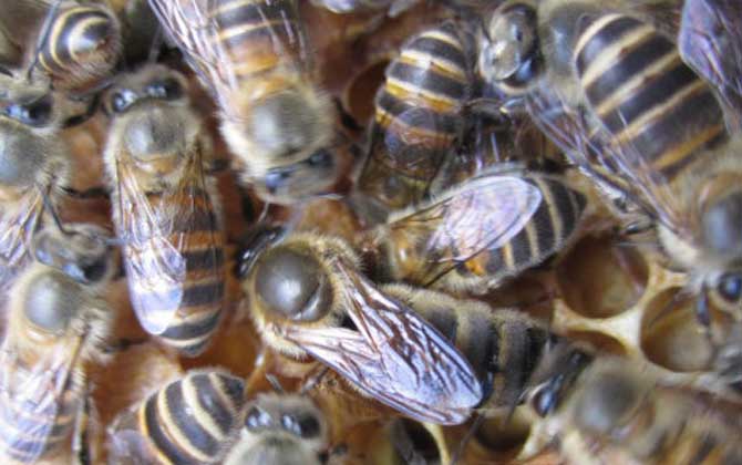 中蜂阿壩種王哪里有賣（中蜂阿壩王的參考價(jià)格）