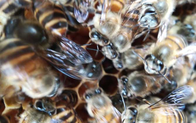 中蜂阿壩種王哪里有賣（中蜂阿壩王的參考價(jià)格）