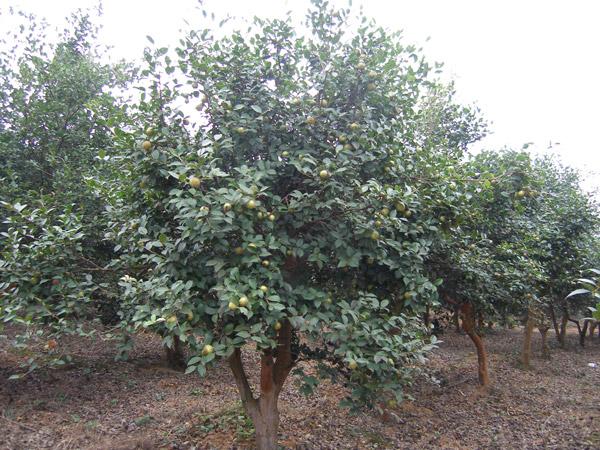 油茶樹花期在什么時候（油茶原來是這樣開花結(jié)果）