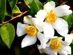 油茶樹花期在什么時候（油茶原來是這樣開花結(jié)果）