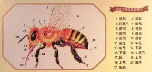 一只蜜蜂有幾條腿 一只蜜蜂有幾條腿