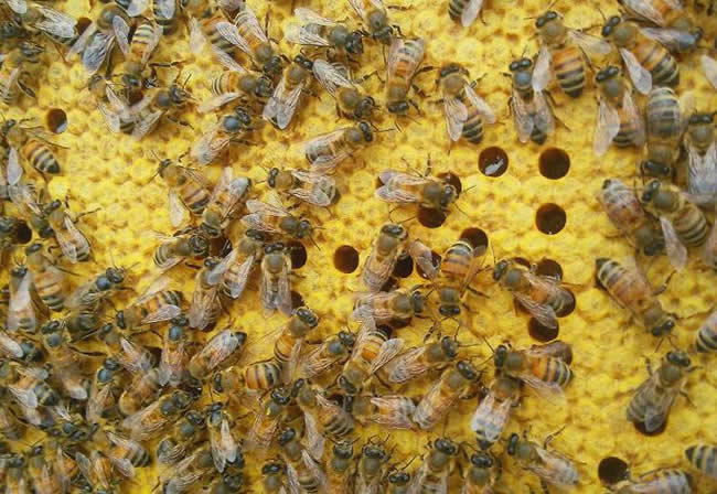 東北黑蜂有哪些優點？