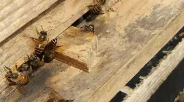 蜜蜂飛走了有什么預兆(蜜蜂飛逃前有哪些征兆) 蜜蜂飛走了有什么預兆(蜜蜂飛逃前有哪些征兆)