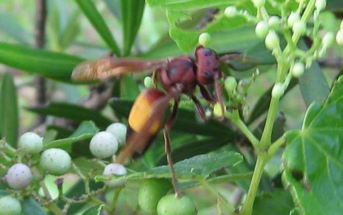 亞洲大黃蜂是虎頭蜂嗎(被黃腰虎頭蜂蟄了怎么辦) 亞洲大黃蜂是虎頭蜂嗎(被黃腰虎頭蜂蟄了怎么辦)