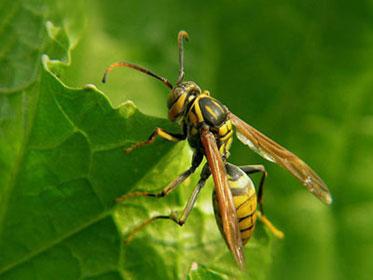 傍晚時(shí)分很多蜂在蜂箱巢門飛是怎么回事（大量蜜蜂在巢門口飛行是什么問題）
