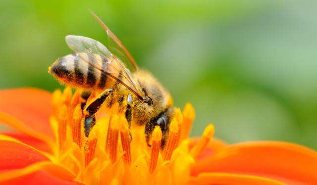 人工分蜂后如何讓蜂群快速繁殖？