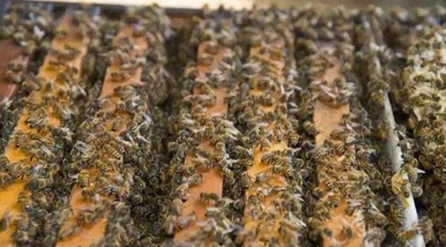 雙王同巢同群有可能嗎(蜜蜂雙王群養殖技術 雙王同巢同群有可能嗎(蜜蜂雙王群養殖技術