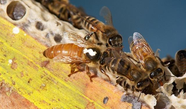雙王同巢同群有可能嗎(蜜蜂雙王群養殖技術 雙王同巢同群有可能嗎(蜜蜂雙王群養殖技術