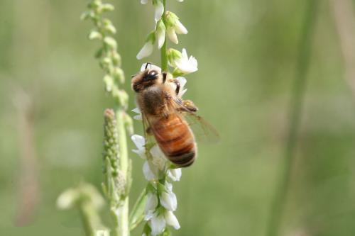 松丹二號的優(yōu)點與缺點（松丹2號雙交種蜜蜂）