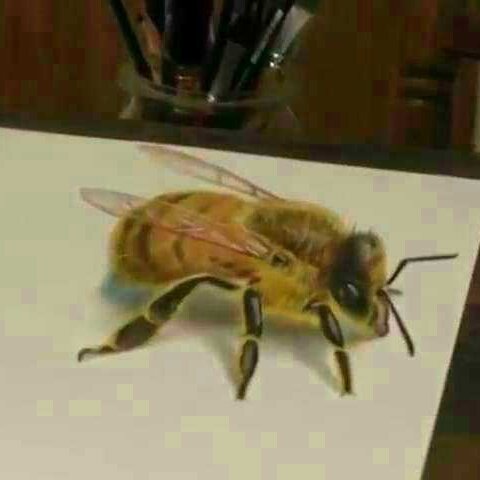 高加索黑蜂主要分布區(qū)（黑蜂國(guó)家級(jí)自然保護(hù)區(qū)）