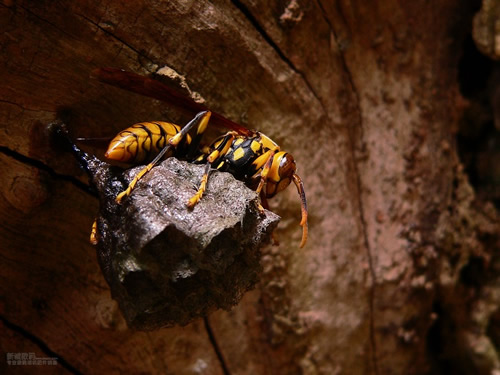 一窩胡蜂(馬蜂)有多少個蜂王？(野生和家養(yǎng)的有差異)