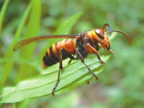一窩胡蜂(馬蜂)有多少個蜂王？(野生和家養(yǎng)的有差異)