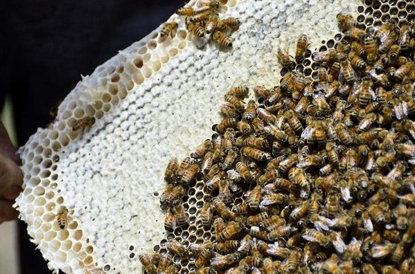 農(nóng)村養(yǎng)蜜蜂能賺錢(qián)嗎（養(yǎng)蜜蜂一年能賺多少錢(qián)）