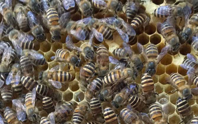 工蜂產(chǎn)卵可以育王嗎（有王群會工蜂產(chǎn)卵嗎）