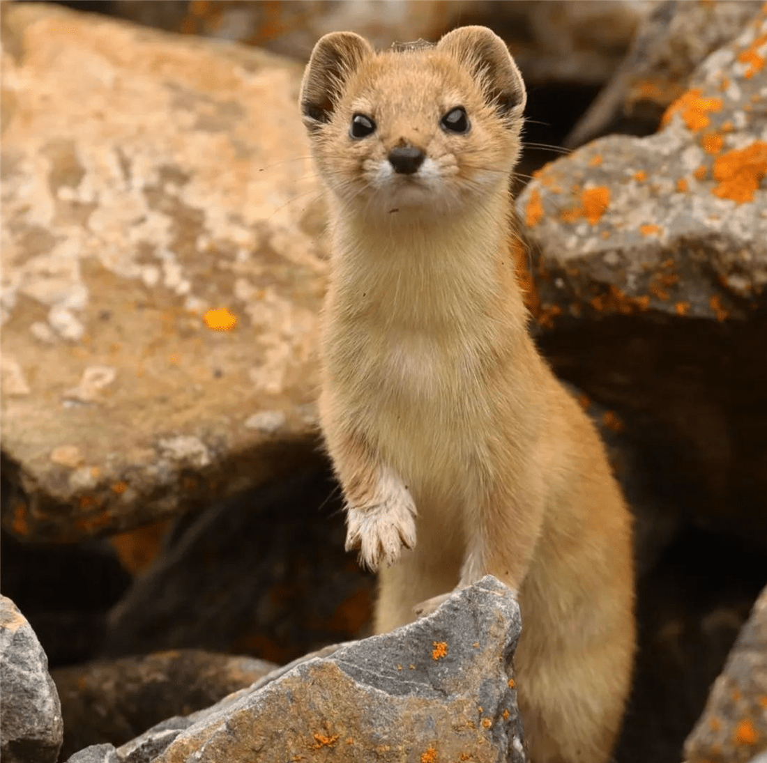 帕米爾高原的香鼬為何散發(fā)一種香氣? 新疆帕米爾高原發(fā)現(xiàn)香鼬,不足1斤,敢捕食比自己重100倍的盤羊