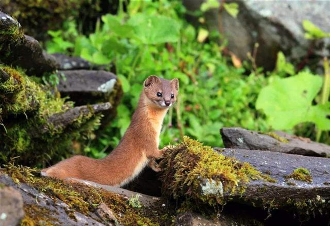 帕米爾高原的香鼬為何散發(fā)一種香氣? 新疆帕米爾高原發(fā)現(xiàn)香鼬,不足1斤,敢捕食比自己重100倍的盤羊