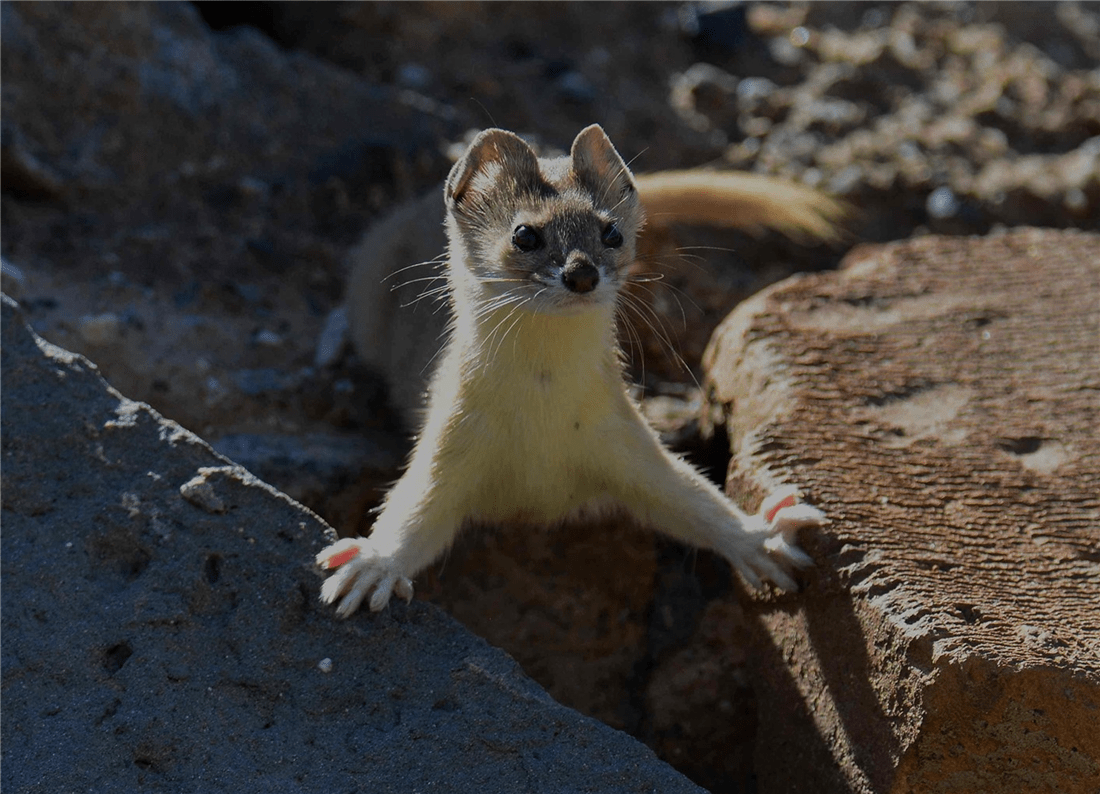 帕米爾高原的香鼬為何散發(fā)一種香氣? 新疆帕米爾高原發(fā)現(xiàn)香鼬,不足1斤,敢捕食比自己重100倍的盤羊