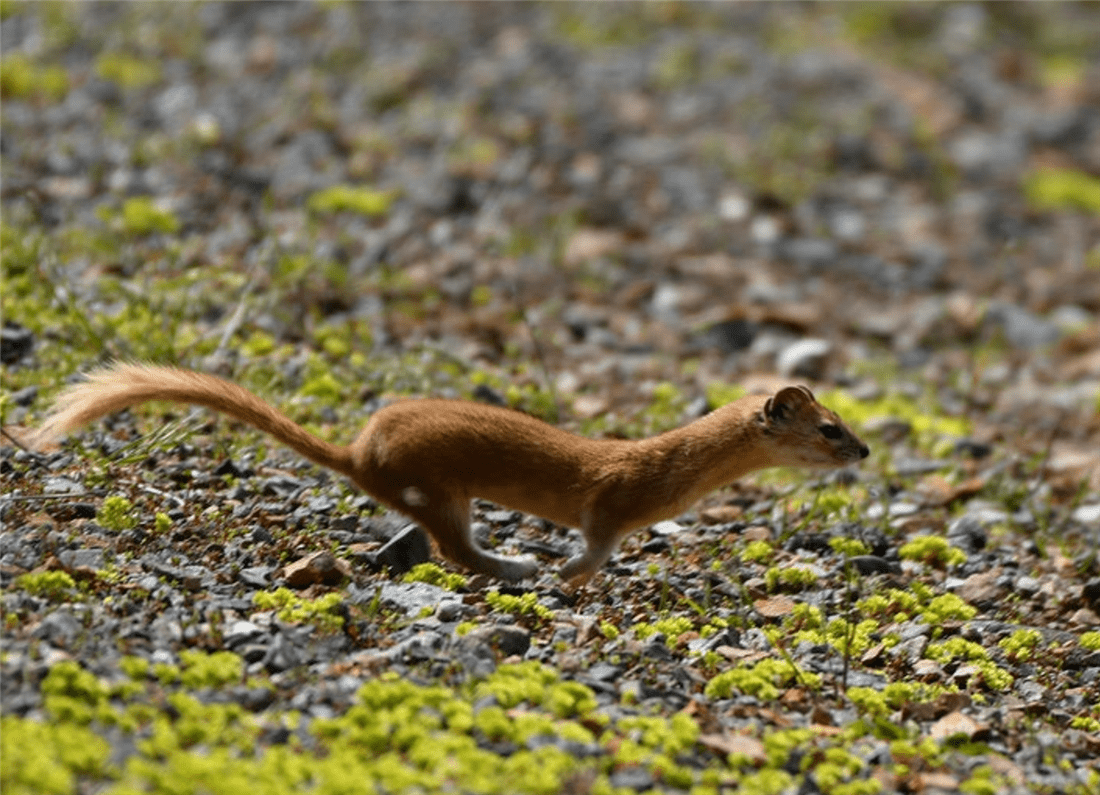 帕米爾高原的香鼬為何散發(fā)一種香氣? 新疆帕米爾高原發(fā)現(xiàn)香鼬,不足1斤,敢捕食比自己重100倍的盤羊