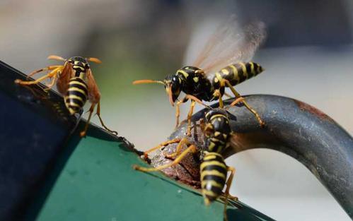 中國毒蜂排名榜(哪些是毒蜂？)