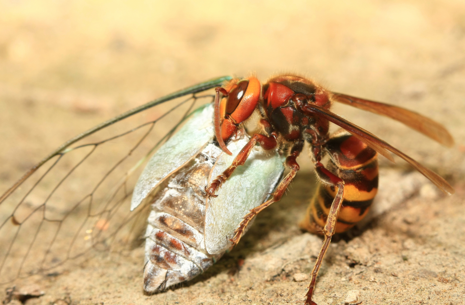 胡蜂飛行速度一小時(shí)多少公里（胡蜂飛行速度是多少）