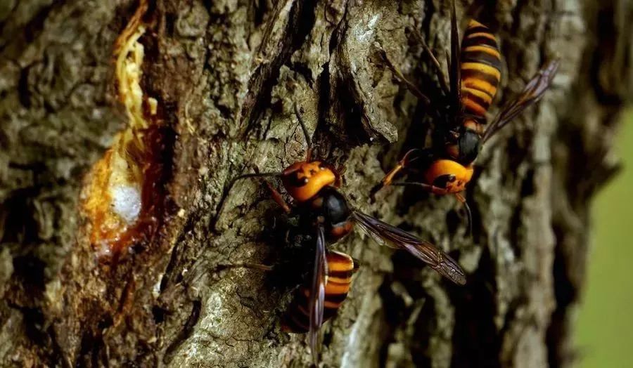 胡蜂飛行速度一小時(shí)多少公里（胡蜂飛行速度是多少）