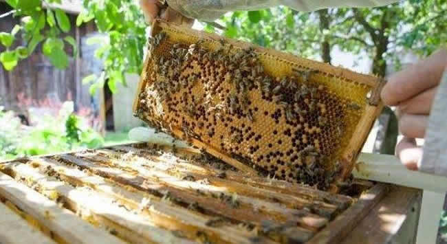 【蜜蜂知識】如何進行人工分蜂？