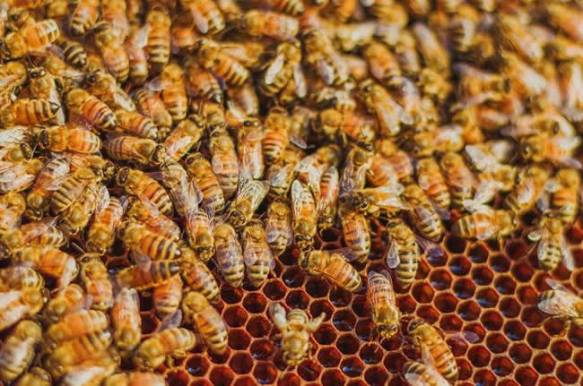 【蜜蜂知識】如何進行人工分蜂？