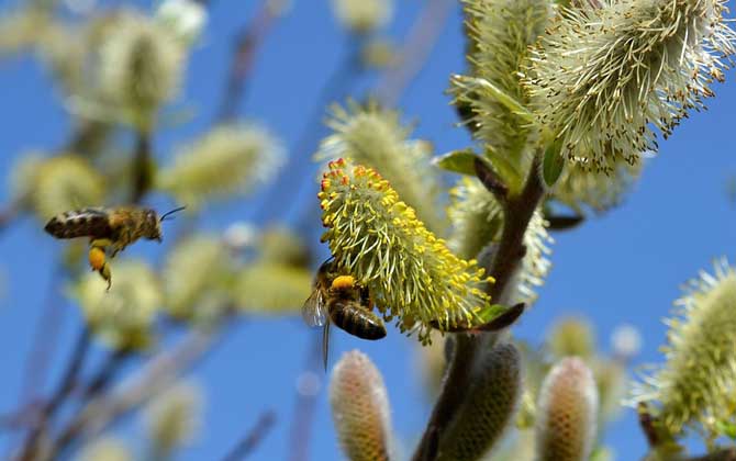 馬蜂和蜜蜂最直接的區(qū)別