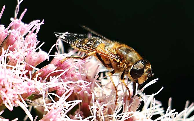 馬蜂和蜜蜂最直接的區(qū)別