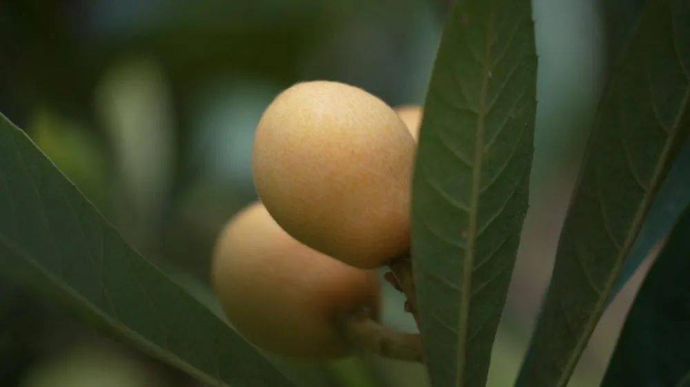 枇杷蜜和龍井茶一起沖泡行嗎(龍井茶可以加蜂蜜嗎) 枇杷蜜和龍井茶一起沖泡行嗎(龍井茶可以加蜂蜜嗎)