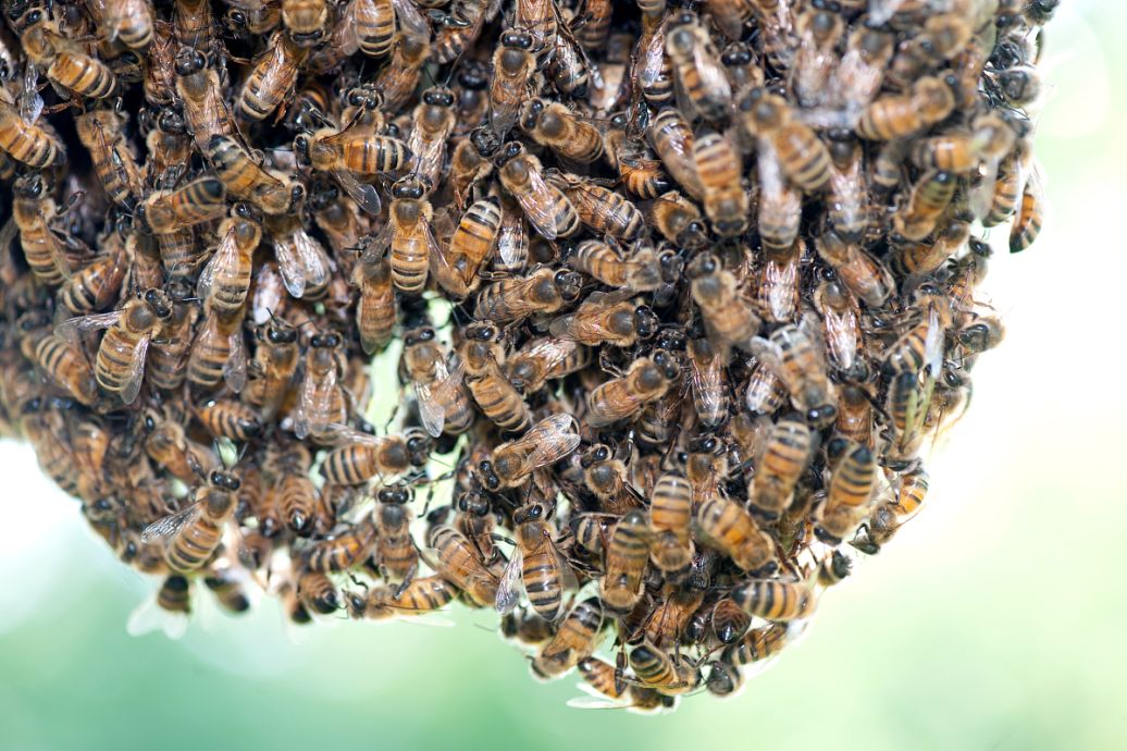 2022年養蜂前景如何(2022年養蜂市場前景分析) 2022年養蜂前景如何(2022年養蜂市場前景分析)