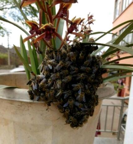 虎頭蜂誘蜂水配方(虎頭蜂誘蜂水怎么制作) 虎頭蜂誘蜂水配方(虎頭蜂誘蜂水怎么制作)