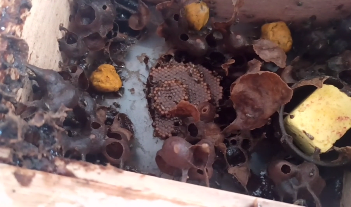 酸蜂的養殖方法（無刺蜂活框養殖技術）