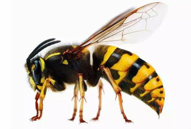 野外找胡蜂技巧 野外找胡蜂技巧