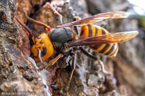 野外找胡蜂技巧 野外找胡蜂技巧
