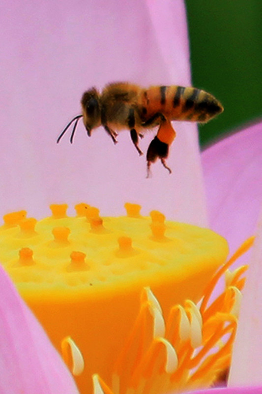 狗屎蜂毒性大嗎（被蜜蜂蟄了怎么辦）