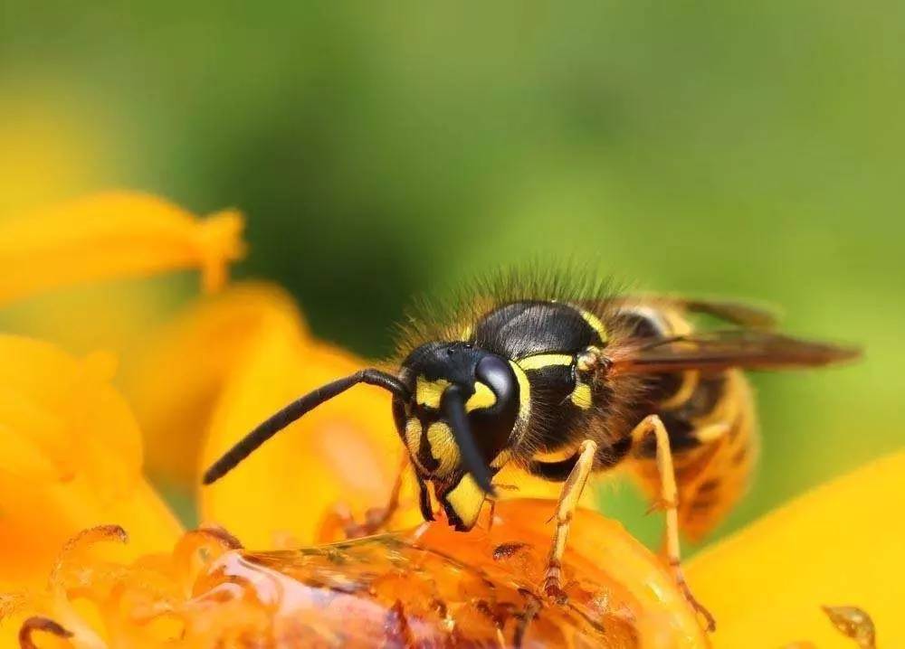 蜜蜂育種場種蜂王價格(2021蜂王究竟要多少錢一只) 蜜蜂育種場種蜂王價格(2021蜂王究竟要多少錢一只)