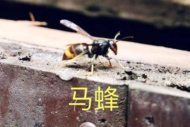 人工養(yǎng)殖馬蜂喂什么食物（大馬蜂過冬要拿什么東西喂養(yǎng)）