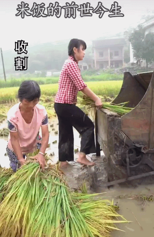 95后“村姑”靠直播插秧當上網紅(犁田、插秧、打鐵,真農活界“十項全能”)