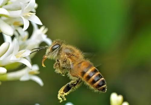 白山6號蜂王好不好(白山6號蜂王優(yōu)缺點) 白山6號蜂王好不好(白山6號蜂王優(yōu)缺點)