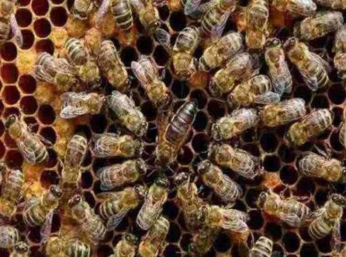 【蜜蜂養殖】蜂王藏在蜂群什么位置? 蜂王藏在蜂群什么位置?