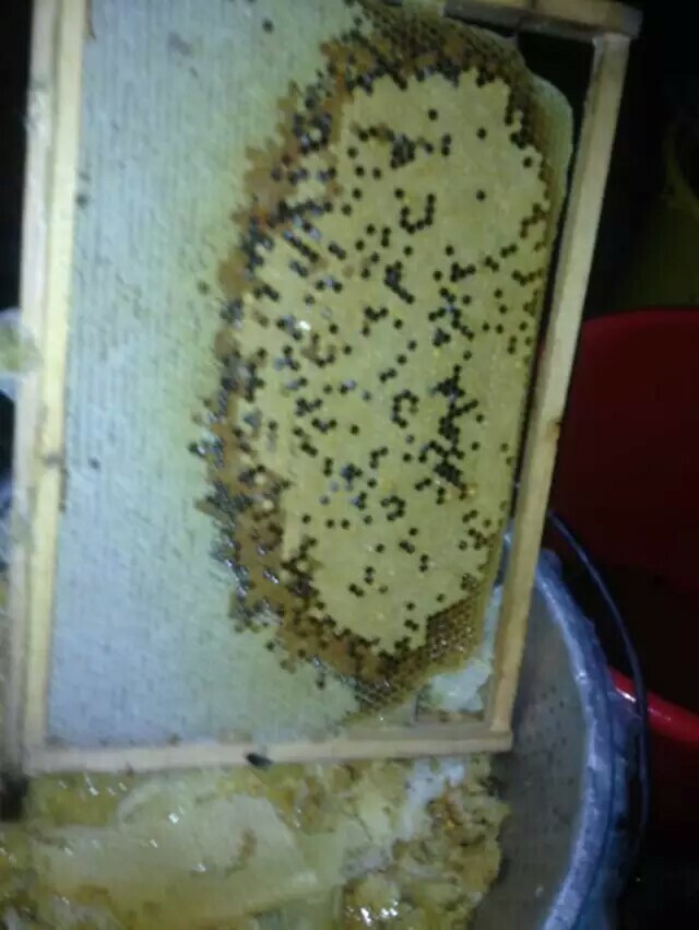 工蜂產(chǎn)卵介入新王有用嗎（工蜂產(chǎn)卵群能介入蜂王嗎）