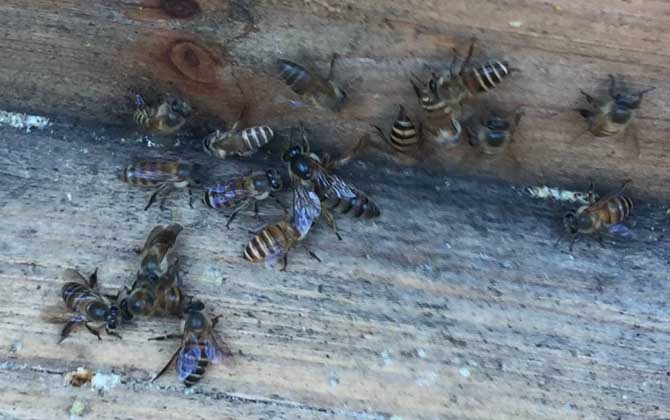 阿壩中蜂雜交產子王多少錢一個（中蜂蜂王多少錢一只）