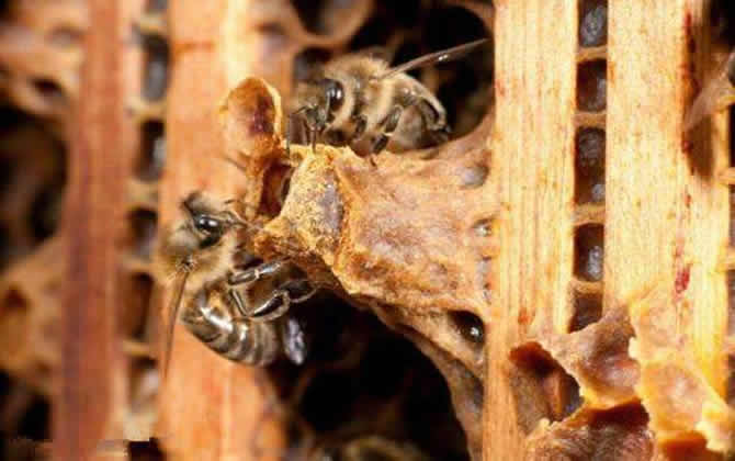 養蜂怎樣人工育王最簡單 養蜂怎樣人工育王最簡單