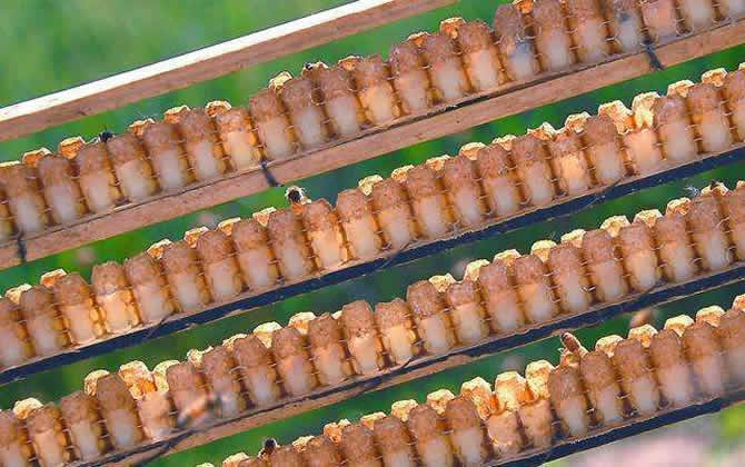 養蜂怎樣人工育王最簡單 養蜂怎樣人工育王最簡單