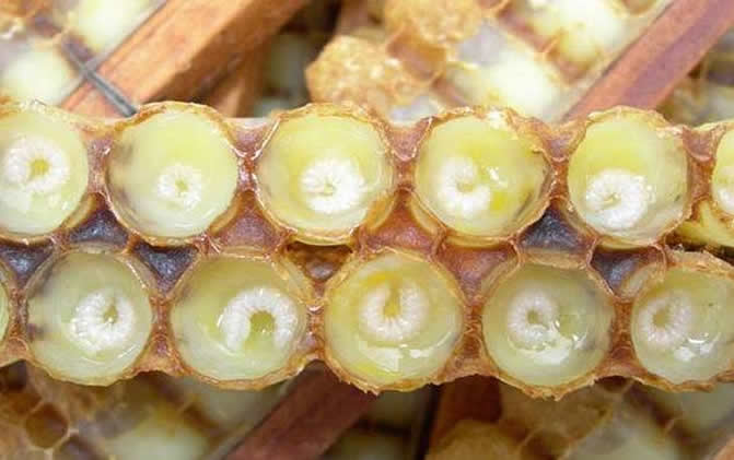 養蜂怎樣人工育王最簡單 養蜂怎樣人工育王最簡單
