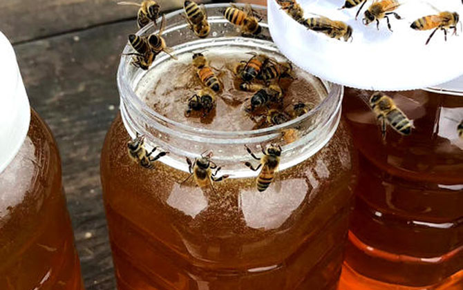 荔枝蜜花期多少天（荔枝蜜的產(chǎn)地分布）